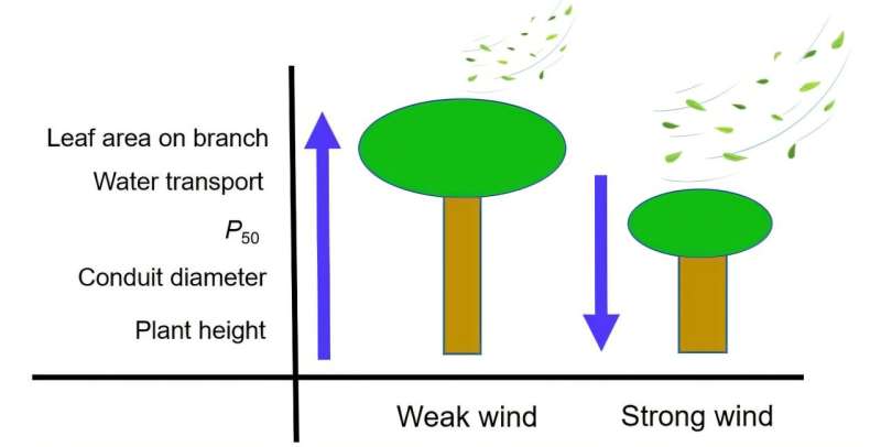 Researchers discover impacts of wind speed on plant hydraulics globally