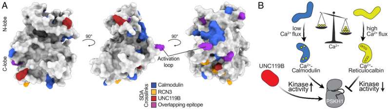 Scientists uncover method to halt key cancer driver