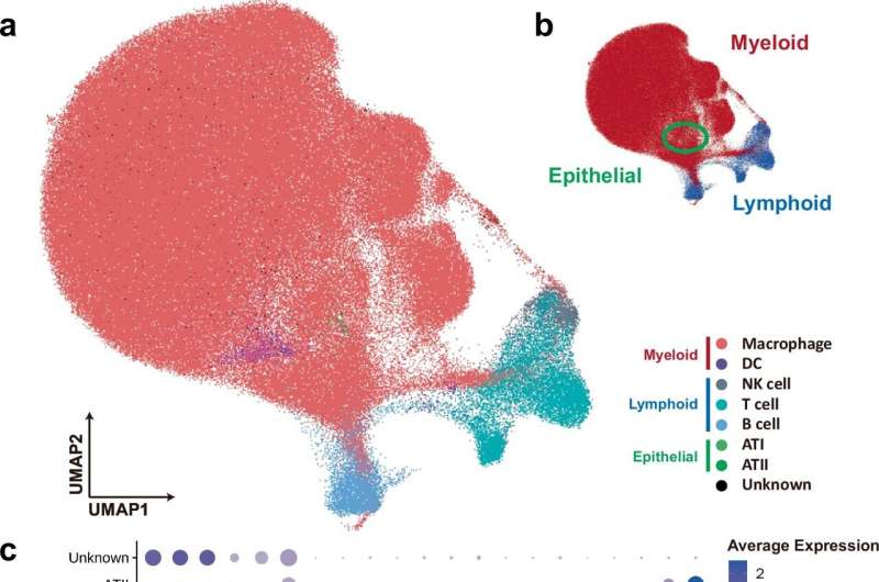 Single-cell RNA analysis reveals key immune mechanisms in lungs of swine infected with porcine reproductive virus