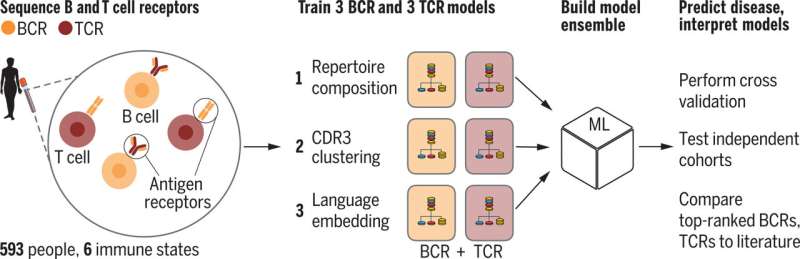 Stanford researchers develop a machine-learning tool to diagnose diseases from immune receptor sequences