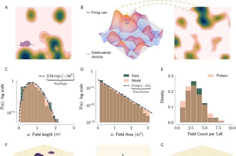 The brain's map of space: A new discovery about how our brains represent information