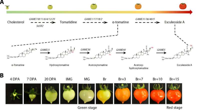 The genetic mechanism in tomatoes that converts their bitter toxins into something more palatable