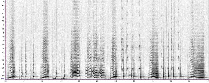 Whale song has structure similar to human language