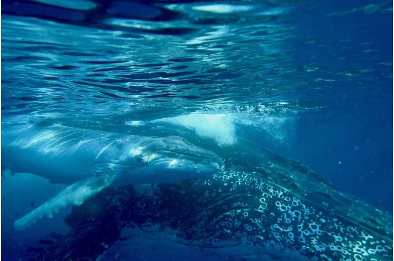 Whale song has structure similar to human language