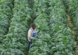 Tobacco plants