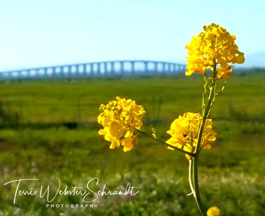 The Flower Hour #36: Photo Composition in Bloom
