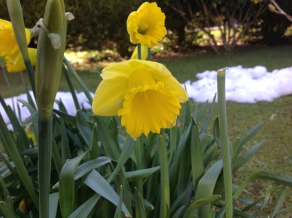 daffodils