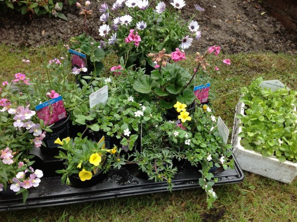 plants
