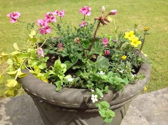 plants2