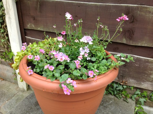 plants4