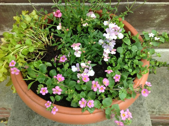 plants7