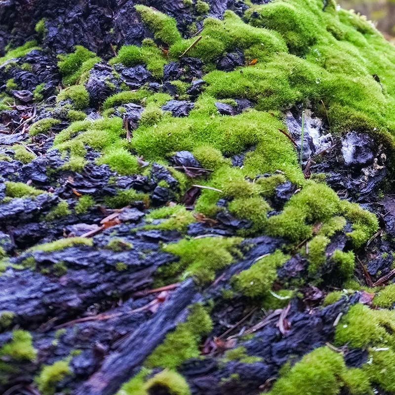 sqr_img_14 Bark with green moss growing