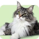 Gatos sénior