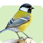 Garden Birds & Wildlife Food
