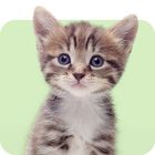 Gatitos