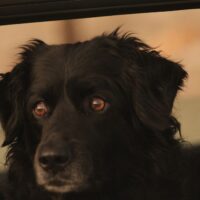 Fira ett tyst nyår med din hund på Malmö Airport