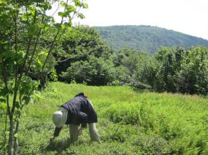 Picking a Blueberry Patch in the Mountains of West Virginia