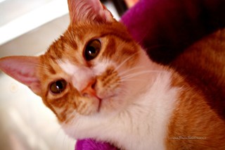 tiger IMG_8085