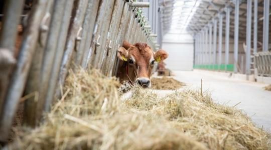 Száj- és körömfájás: Kiemelt fontosságú a látogatási napló vezetése!