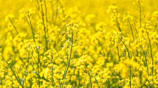 Megtartsuk-e a repcét? Szakmai döntések vízhiány és költségek között Megtartsuk-e a repcét? Szakmai döntések vízhiány és költségek között