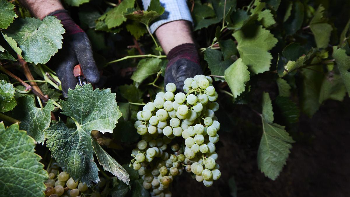 Detalle de las manos de un vendimiador recogiendo uvas para la temporada de vendimia