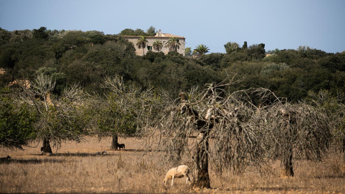 Imagen de parte de la finca de Son Vanrell, en la que preveía construirse una macrogranja para 750.000 gallinas