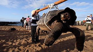 Vadőrök visznek egy óriásteknőst a Galápagos-szigetekhez tartozó Pinta-szigeten, 2012-ben