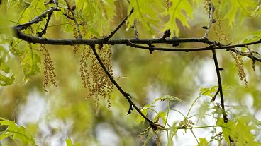 A quantidade de pólen produzido pelas plantas aumentou significativamente desde os anos 80