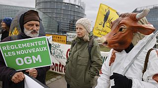 Protestujący przed Parlamentem Europejskim domagają się uregulowania nowych GMO w lutym 2024 r., podkreślając, że kwestia ta pozostaje w centrum zainteresowania opinii publicznej w Europie.