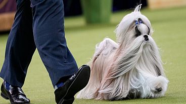 Comet, a Shih Tzu, attends the 149ᵉ Westminster Kennel Club dog show in New York, USA, 11.02.2025