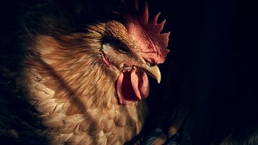 Uma galinha numa loja antes de ser abatida, 7 de fevereiro de 2025, em Nova Iorque.