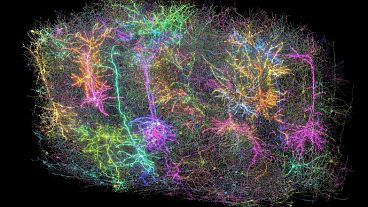 Esta imagem, fornecida pelo Allen Institute em 8 de abril de 2025, mostra uma representação digital de neurónios numa secção do cérebro de um rato.
