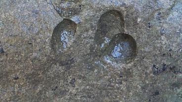 Hallan huellas de dinosaurio en Cerdeña
