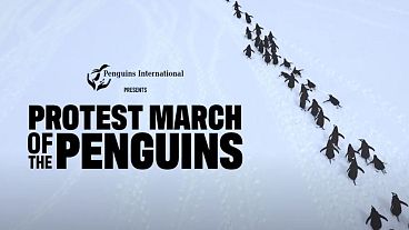 La 'marcha de protesta' de los pingüinos contra los aranceles de Trump, esta semana 