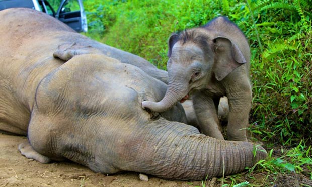 A pygmy elephant calf near its dead mother in Gunung Rara forest reserve, Malaysia, in January 2013. 