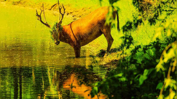 Père David's Deer (Milu)