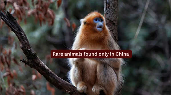 10 rare animals found only in China and where to spot them