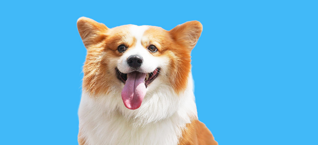 Welsh Corgi in a Blue Background