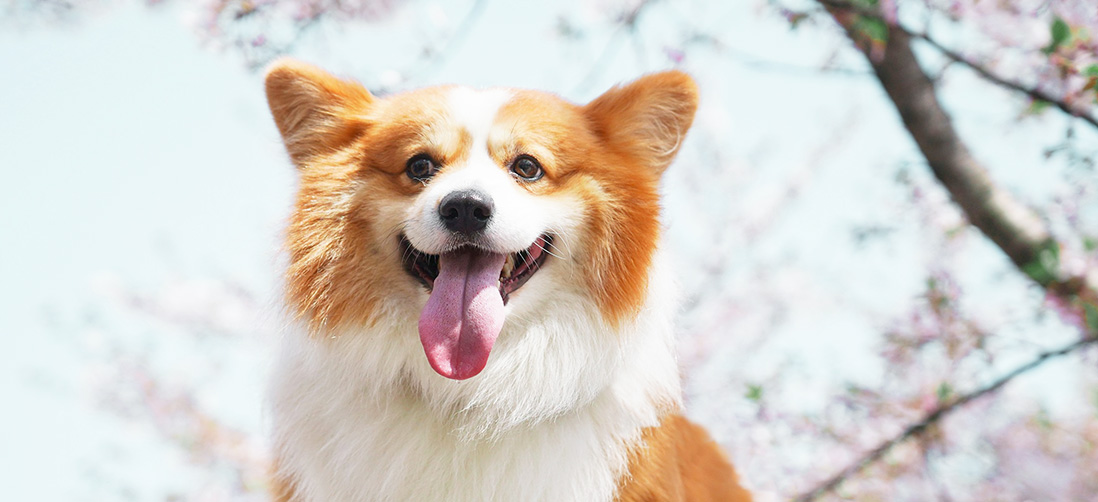 Welsh Corgi Smiling