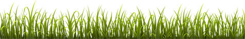 Grass illustration