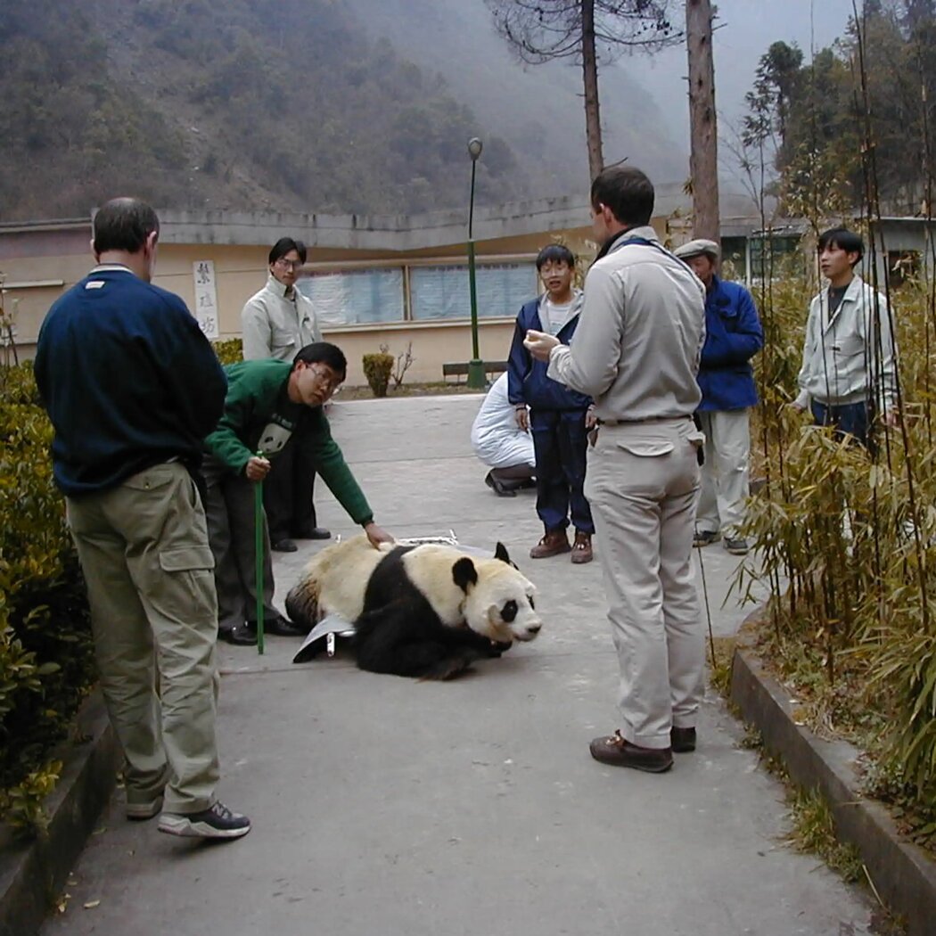 1999年3月，一隻熊貓從麻醉中醒來，當時美國和中國的研究人員正在進行一項關於熊貓繁殖的開創性研究。