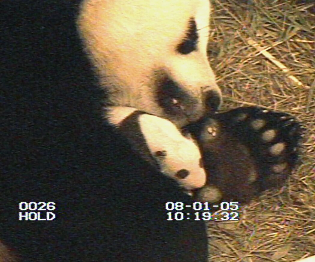 2005年8月1日，在華盛頓的史密森尼國家動物園，三週大的大熊貓幼崽和媽媽美香正在打盹。