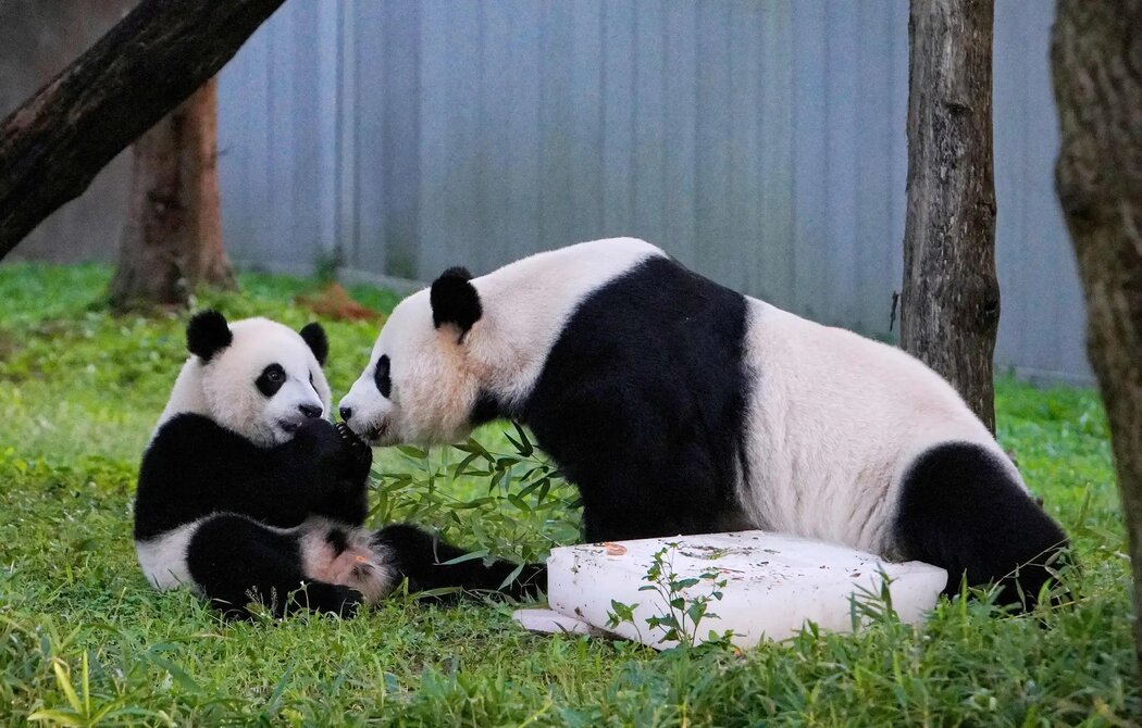 2021年，在華盛頓的國家動物園，熊貓寶寶小奇蹟和媽媽美香一起慶祝他的第一個生日。