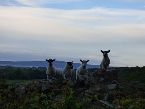 scorton and heysham 110