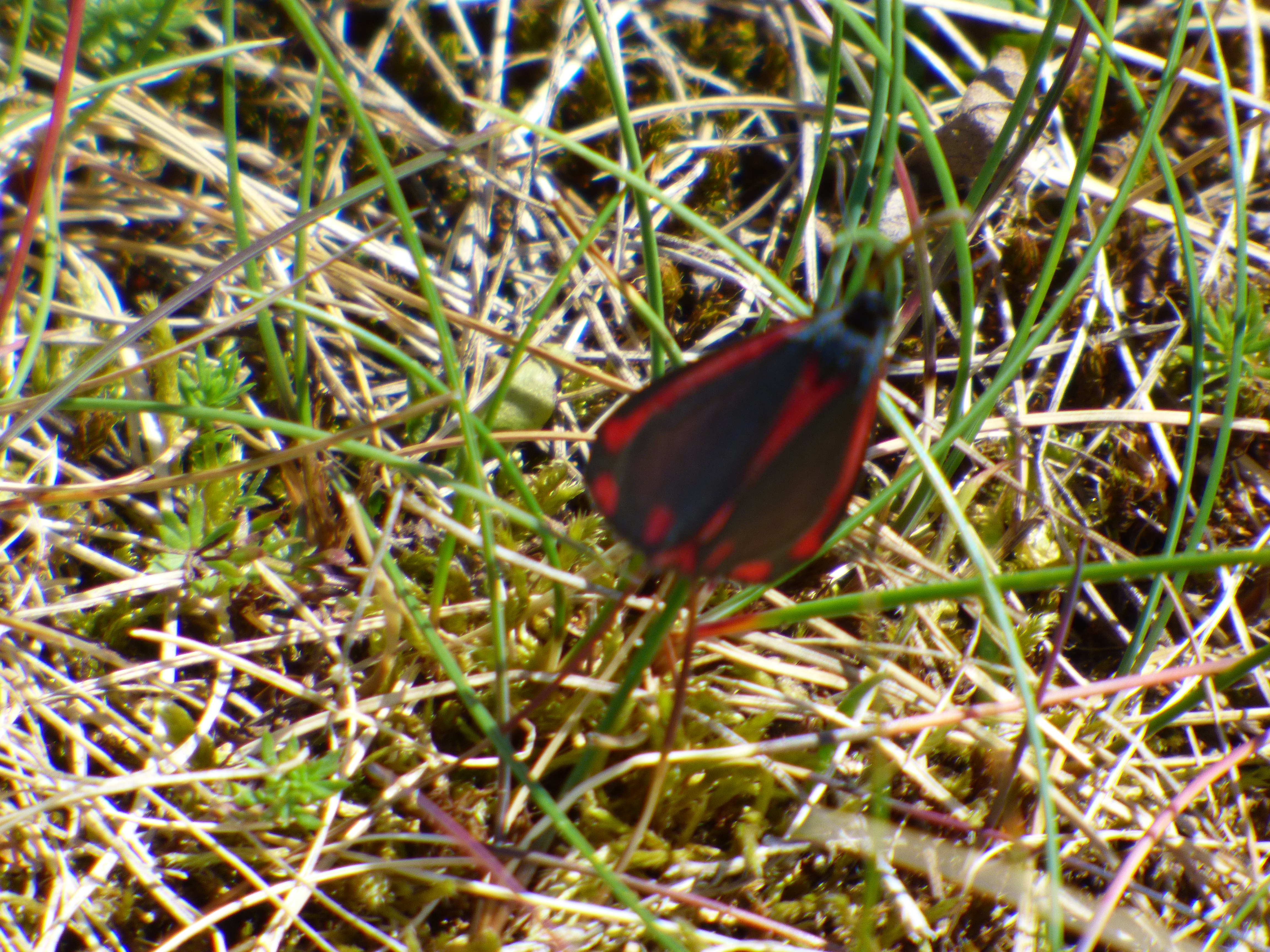 norfolk 080