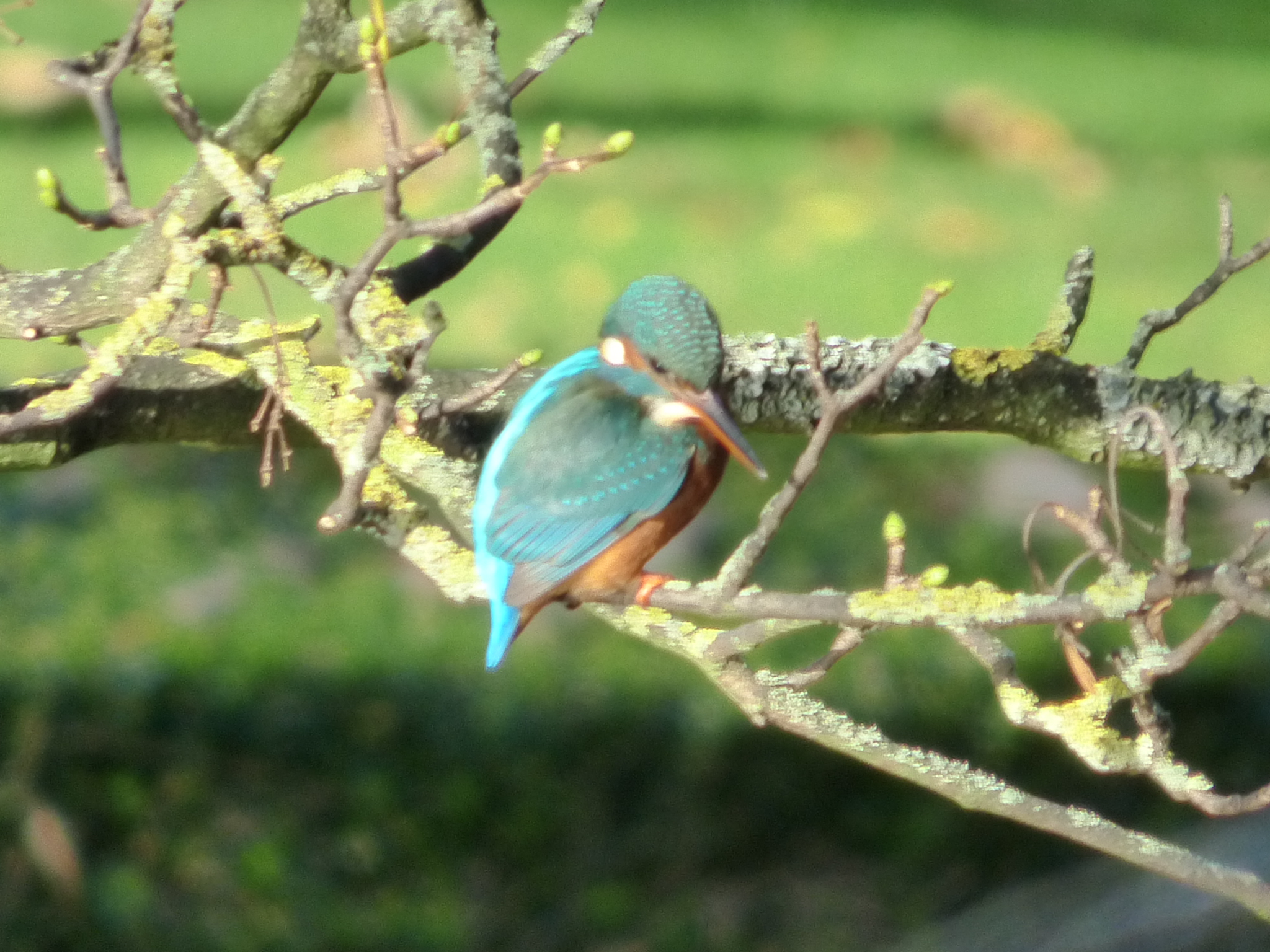harrogate 057