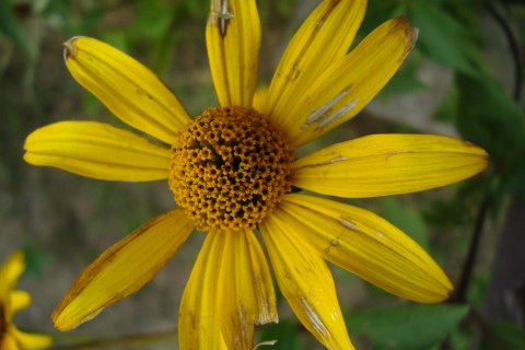 DSC05090 DSC05090
