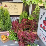 トマト