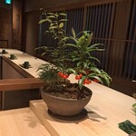bird's nest - 