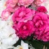 ruby556